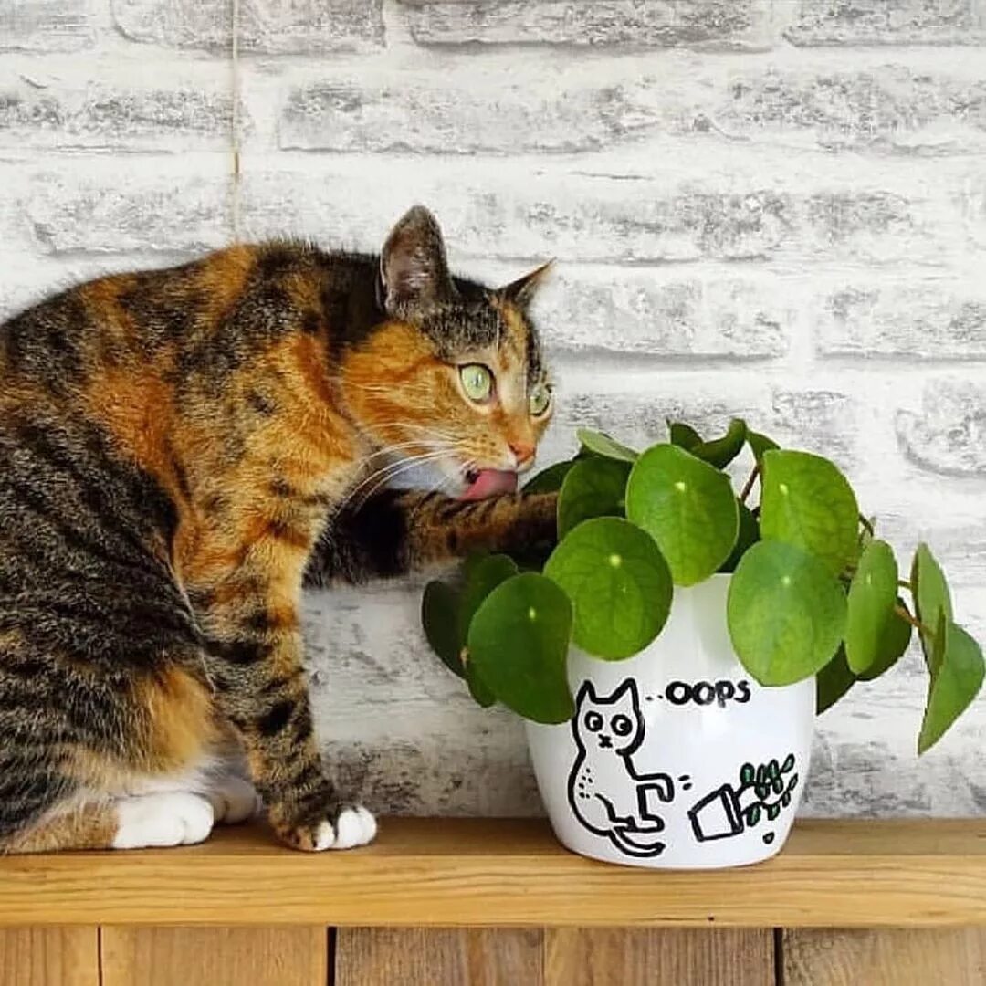 Cat plants. Кошки и растения. Indoor Plants with a Cat. Cat-Plant-Pot.