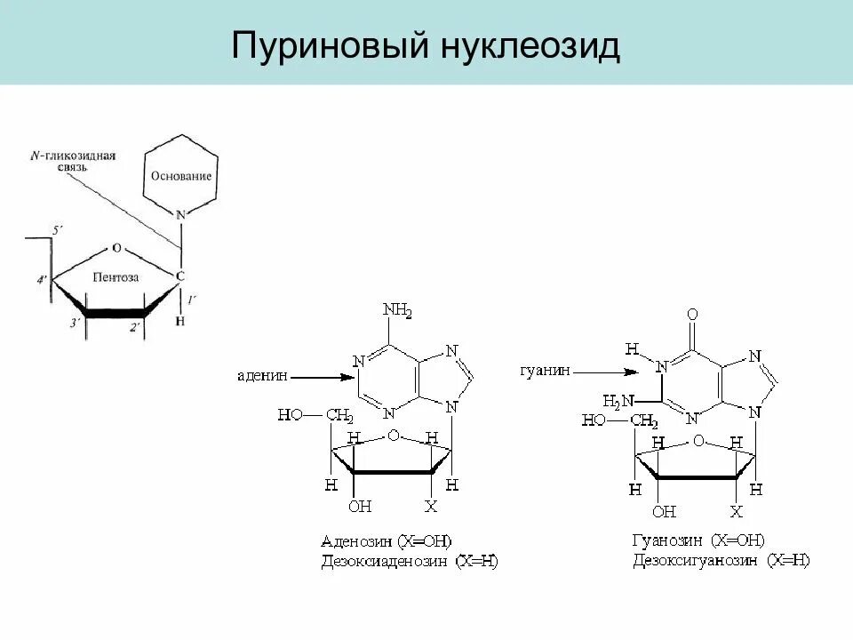 Гуаниновый нуклеотид. Нуклеозид аденина. Аденозин это пуриновое основание. Схемы получения нуклеотидов гуанина. Нуклеозид пуриновой РНК.