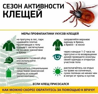 Как клещ оказался в ночлежке