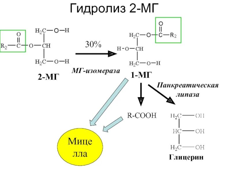 Синтез липазы. Гидролиз таг панкреатической липазой. Панкреатическая липаза реакция. Активатор панкреатической липазы. Гидролиз таг под действием панкреатической липазы.