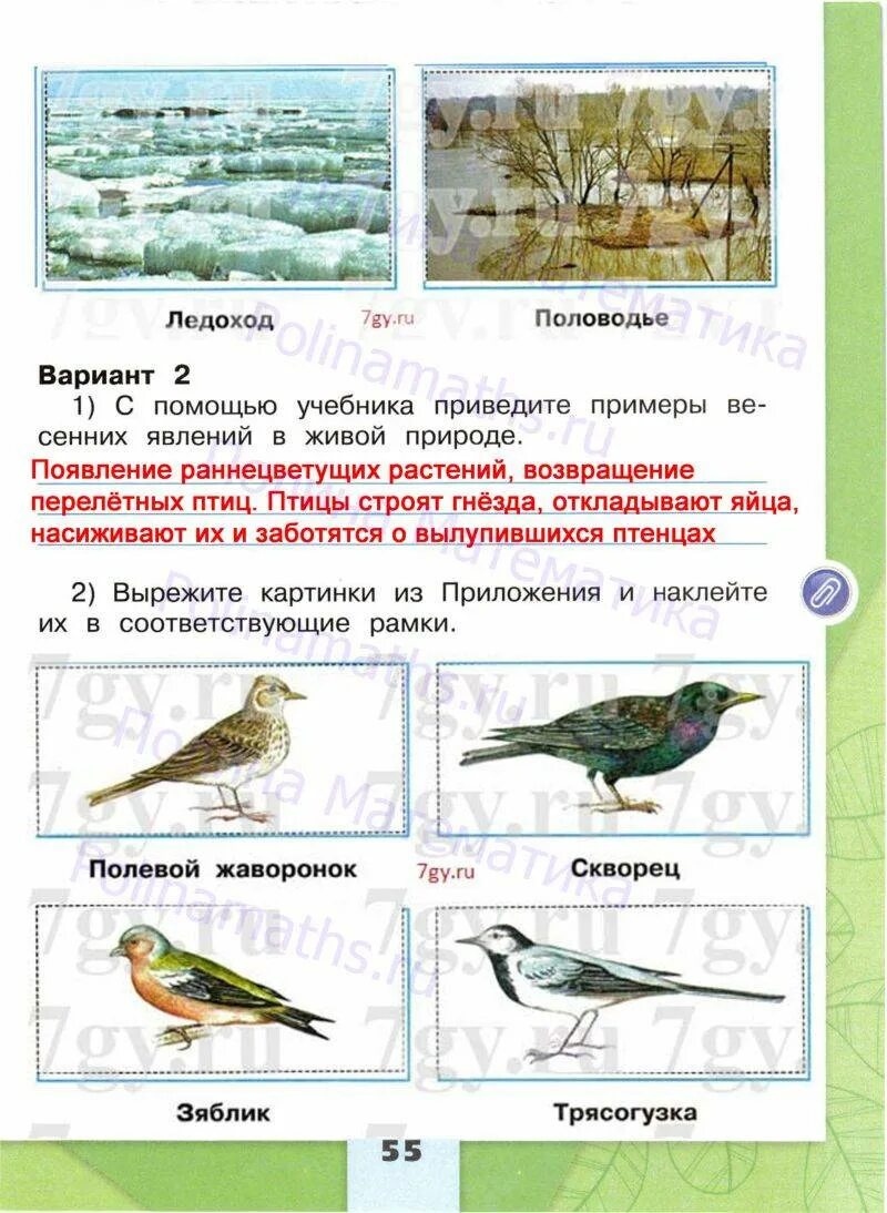 Окружающий мир страница 55 номер. Окружающий мир 2 часть Плешаков страница 55. Окружающий мир рабочая тетрадь Плешаков вторая часть страница 55. Окружающий мир 2 класс рабочая тетрадь 2 часть Плешаков стр 55. Тетрадь окружающий мир 2 класс школа России Плешаков.