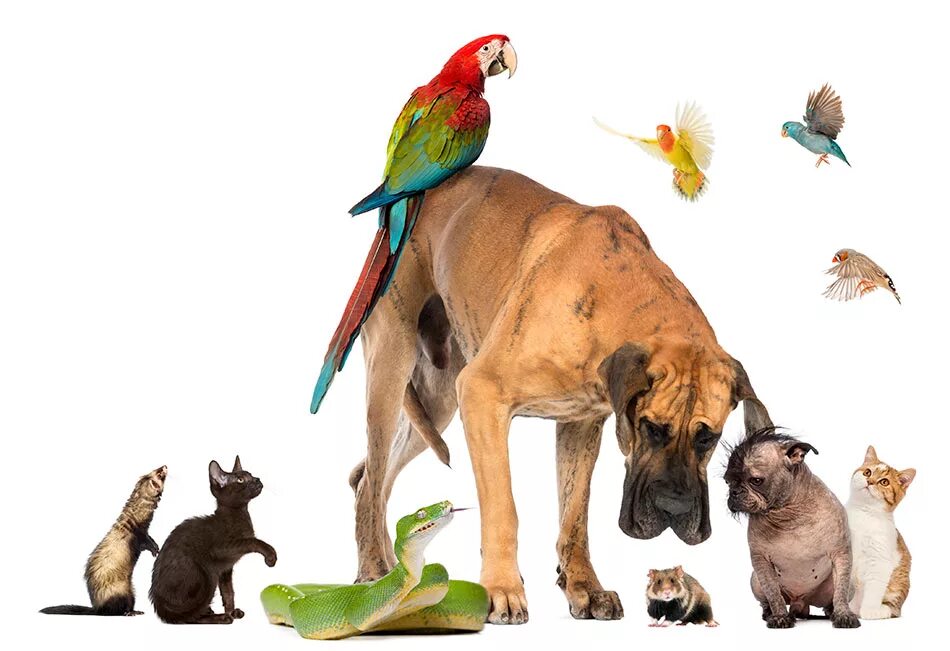 LEARN ANIMALS WITH EMOJIS - Animal Emojis for Kids, Toddlers, Kindergarten, Chil