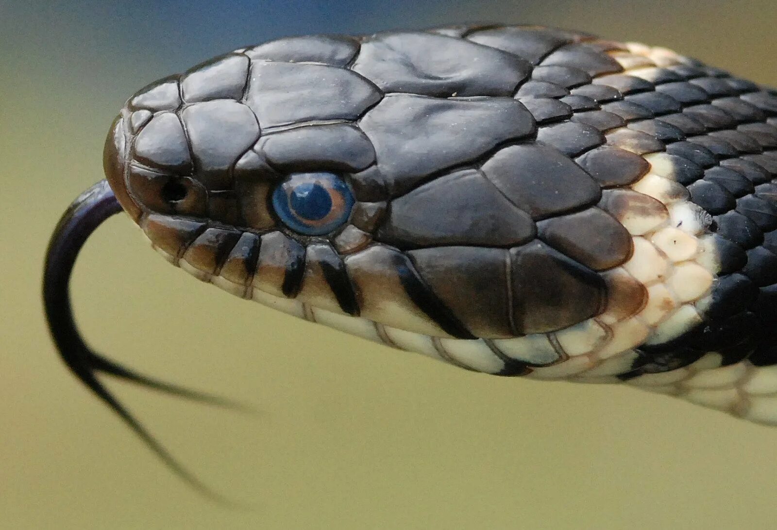 Голова змейки. Неядовитая Кобра. Уж обыкновенный - змея неядовитая. Змея голова. Змеиная голова.