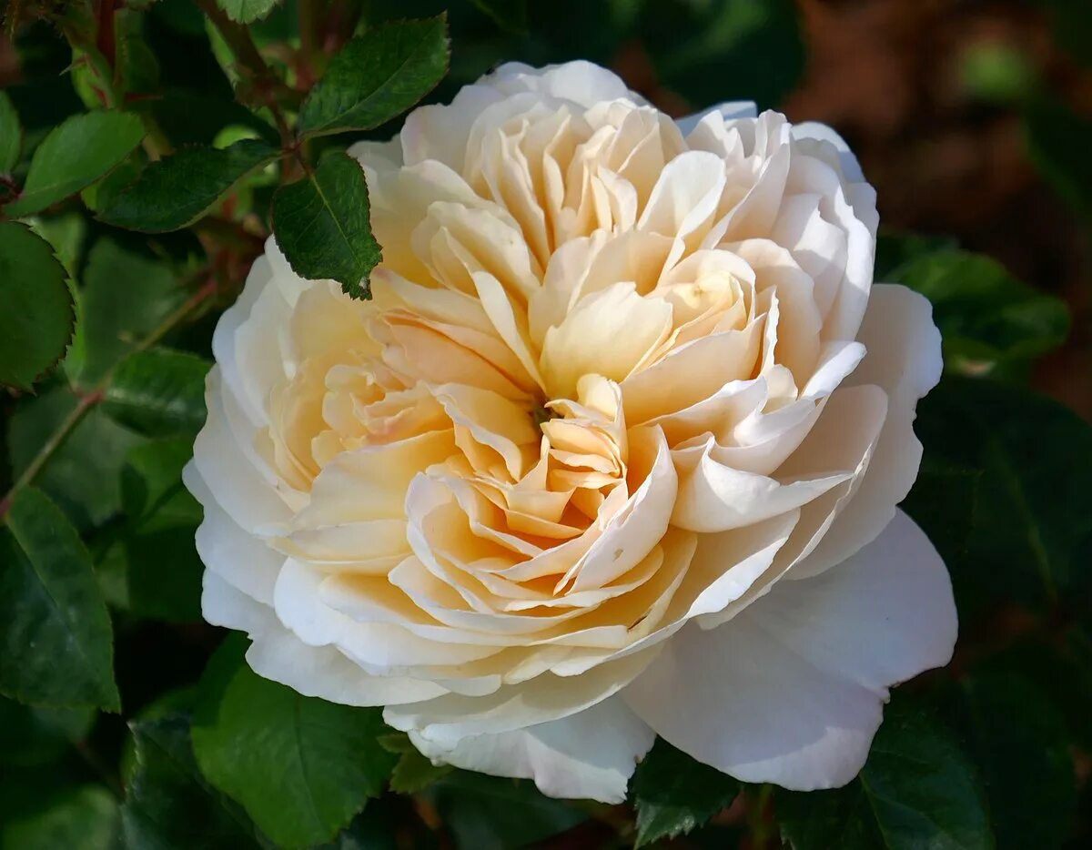 Сорт розы блоссом тайм. Де решт канада. Рос роуз. Рос роуз. Natural rosa - natural rosa.