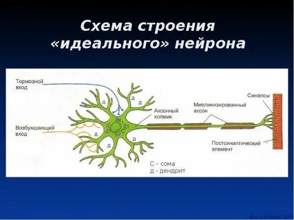 Компоненты нервной клетки