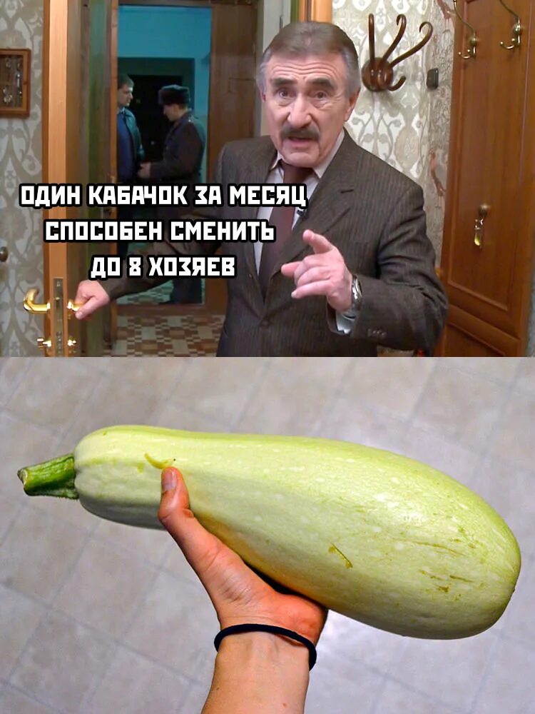 Кабачки мем. Нужен кабачок мем. Приколы про кабачки. Смешной кабачок. Кабачки мем.