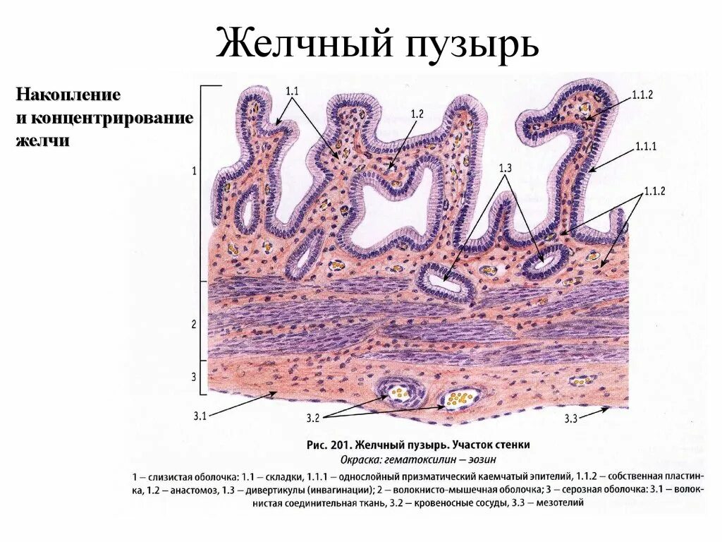 Слизистая оболочка желчного пузыря. Желчный пузырь гистология. Гистологическое строение желчного пузыря. Стенка желчного пузыря гистология. Желчный пузырь гистология препарат.