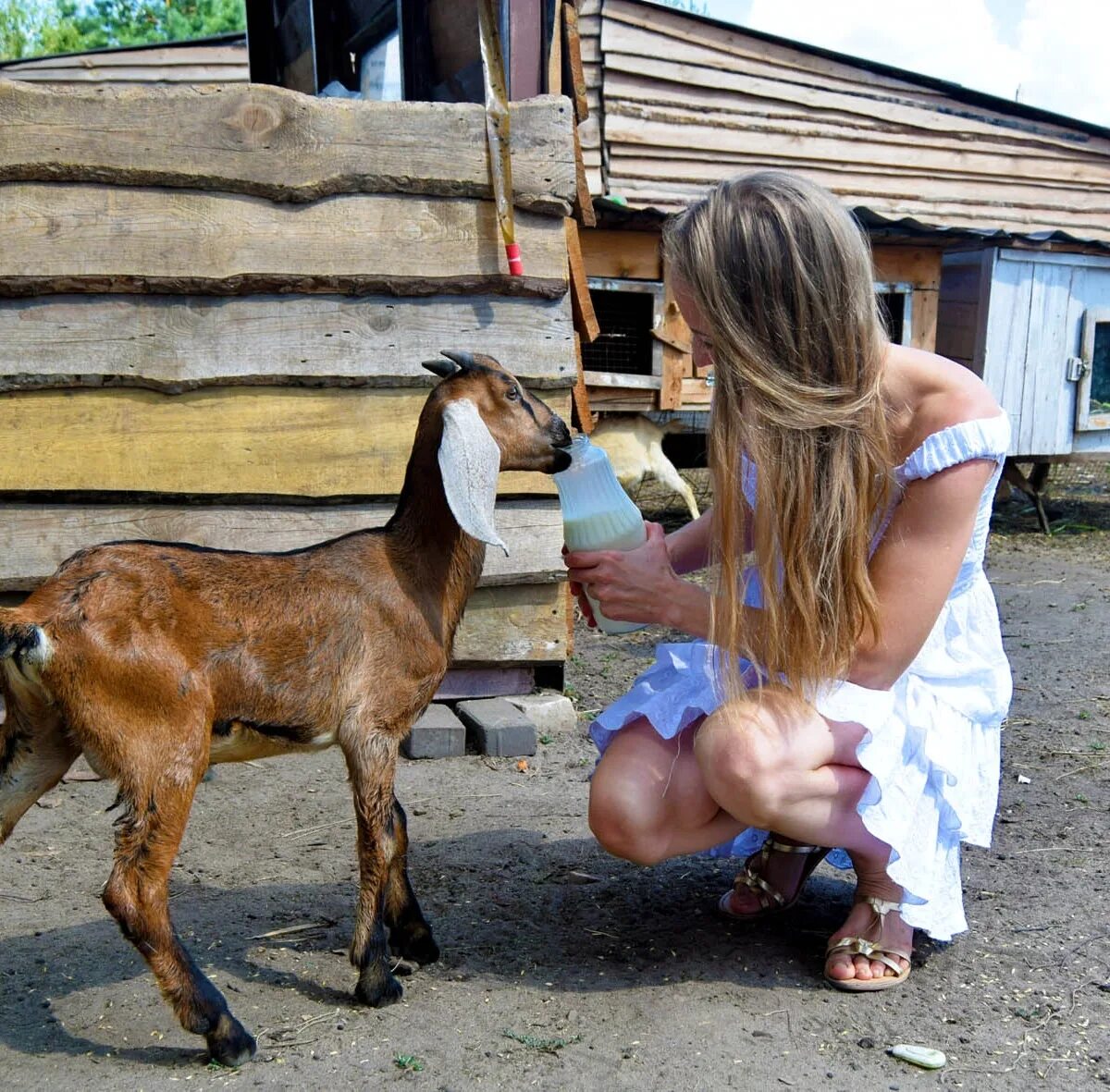 Сдать коза. Мама коза. решма козья ферма. счастливая коза ферма.