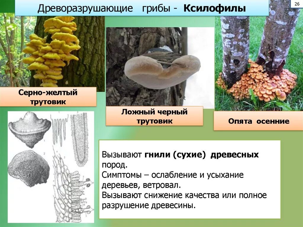 Грибы сапротрофы это. Грибы ксилофилы. Дереворазрушающие грибы. Гриб сапротроф. Грибы сапротрофы представители.