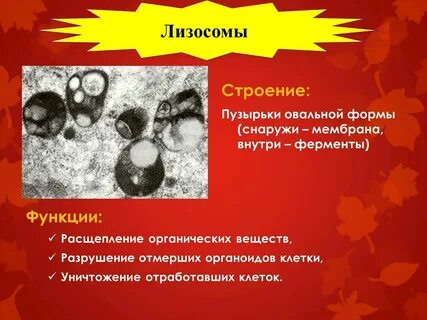 Строение лизосомы кратко таблица
