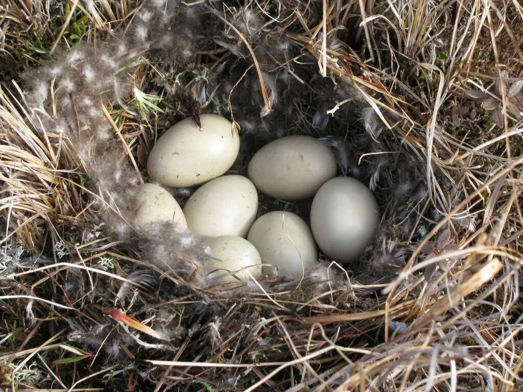 Откладывание яиц птицами