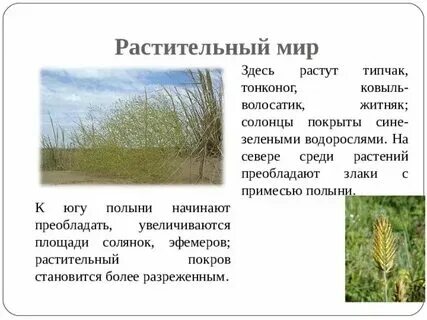 В какой природной зоне преобладают хвойные