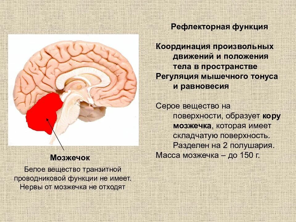 Отдел головного мозга обеспечивающий координацию движений. Рефлекторная функция мозжечка. Мозжечок проводниковая функция и рефлекторная. Рефлексы мозжечка в головном мозге. Проводниковая функция мозжечка.