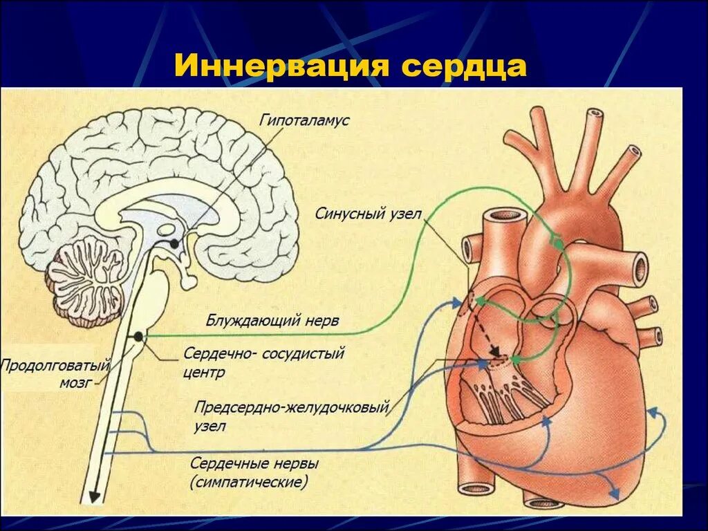 В продолговатом мозге находится нервный центр. Вегетативная иннервация сердца схема. Блуждающий нерв иннервация сердца схема. Симпатическая иннервация сердца анатомия. Симпатическая иннервация сердца физиология.