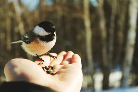 Bird in hand