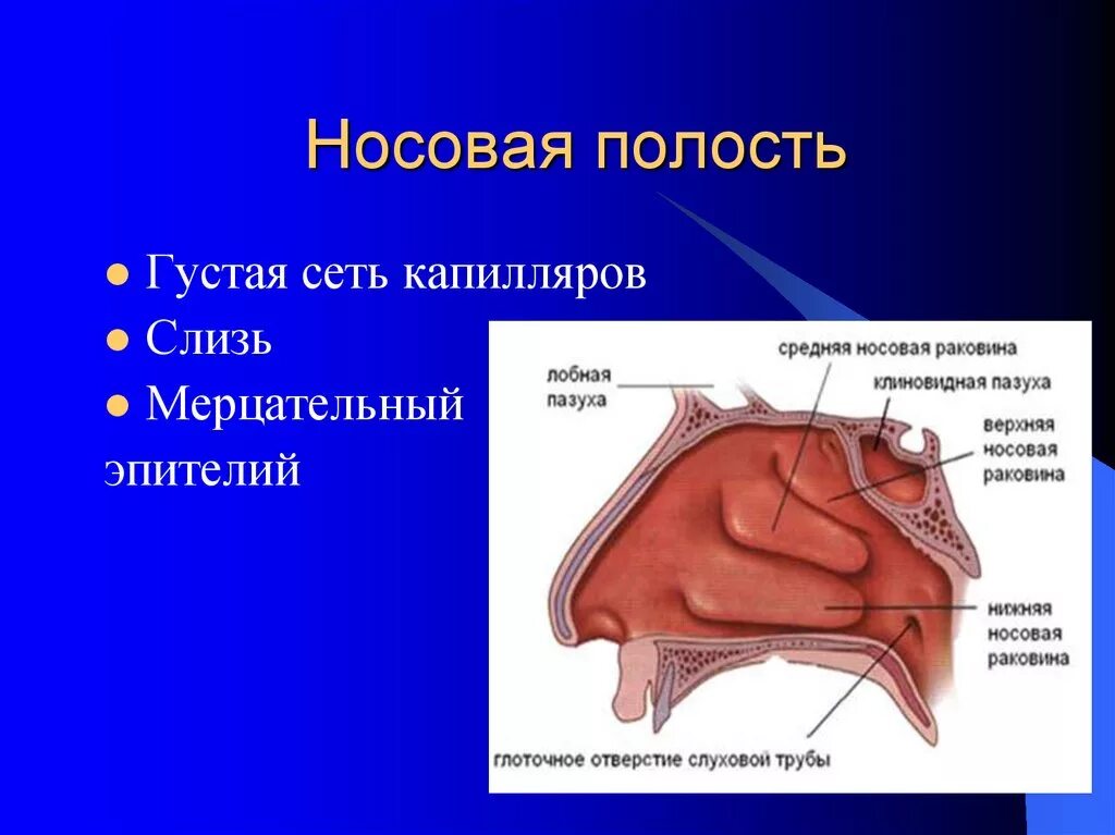 Носовая полость. Полость носа строение и функции. Структура носовой полости.