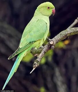After a bird