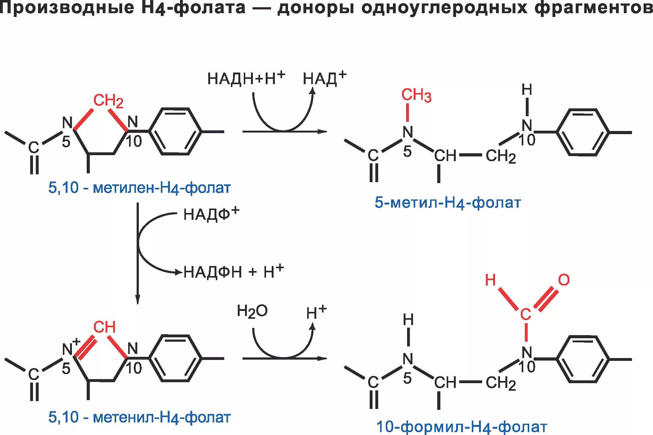 Метилен н4 фолат формула. Метилен н4 фолат кофермент фолиевой кислоты. 5,10-Метилен-н4-фолат. 5 10 Метилен h4 фолат.