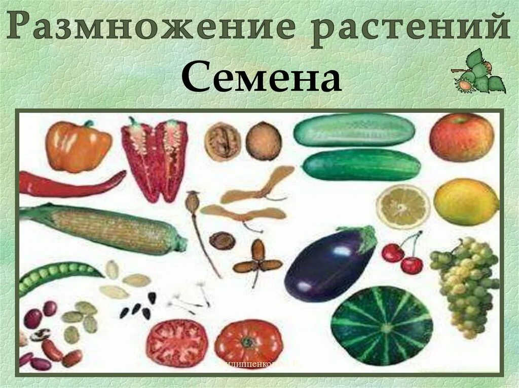 Размножение растений семенами рисунок. Растения размножающиеся семенами. Семенное размножение растений. Размножения растений се. Семенами размножаются ответ