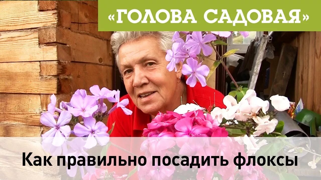 Садовая голова советы тёти тани. Таня садовые. Голова садовая с тетей таней. Дача голова садовая. Т таня голова садовая помидоры.