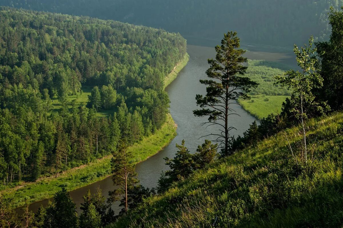 Какая природа в красноярске. Красноярский край Тайга Енисей. Тайга леса Красноярск. Тайга река Енисей. Тайга река Красноярск.