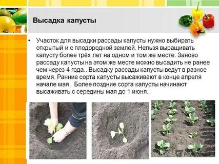 Посадка капусты дни