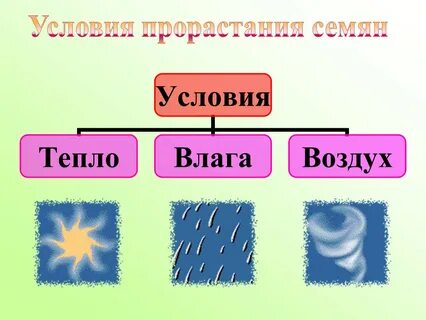 Семена тепла