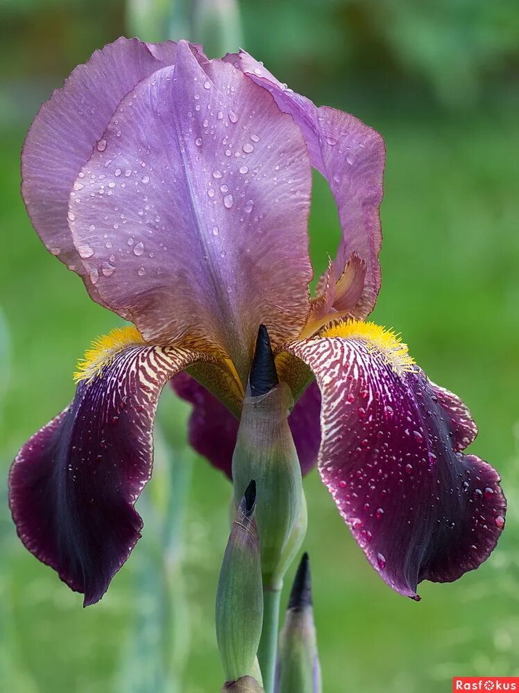 ирис кроваво-красный. ирис партис овер. ирис бородатый. ирисы hollywood nights. ирис брагино.