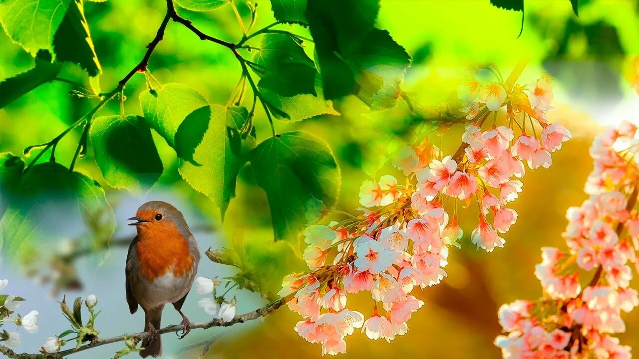 Природа под песню. Весенние птички. Птицы весной. Утро птицы.