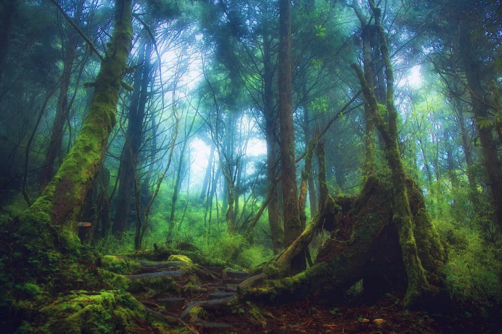 В отдельных местах леса где. Мховый лес. Мох в лесу. Пейзаж лес. Дремучий, замшелый лес….
