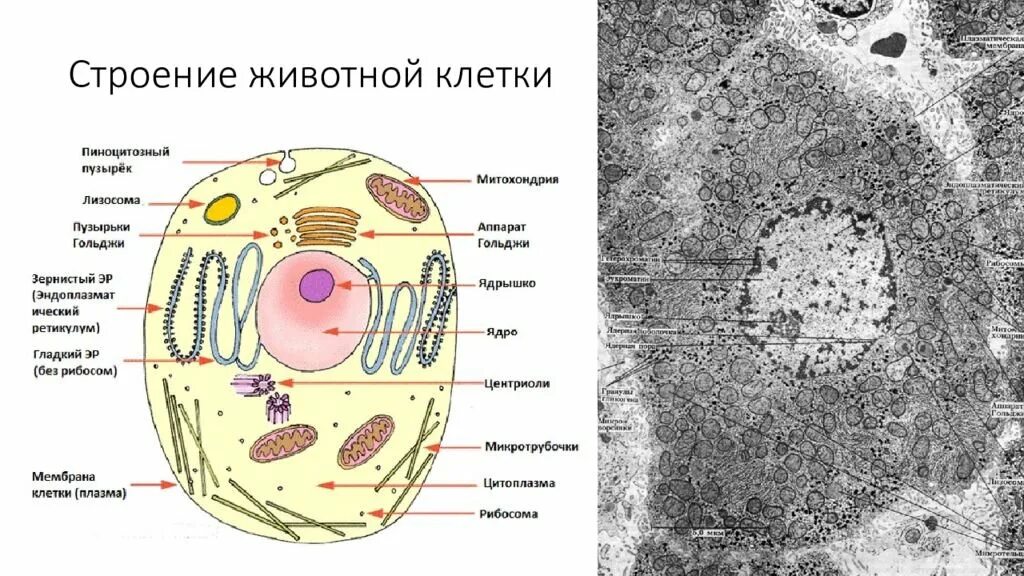 Строение 8. Схема строения живой клетки по данным электронного микроскопа. Строение клетки животных. Схема строения животной клетки. Структура клетки животного.