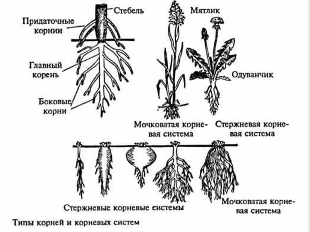 Корневая система растений схема. Схема корневые системы схема растений.