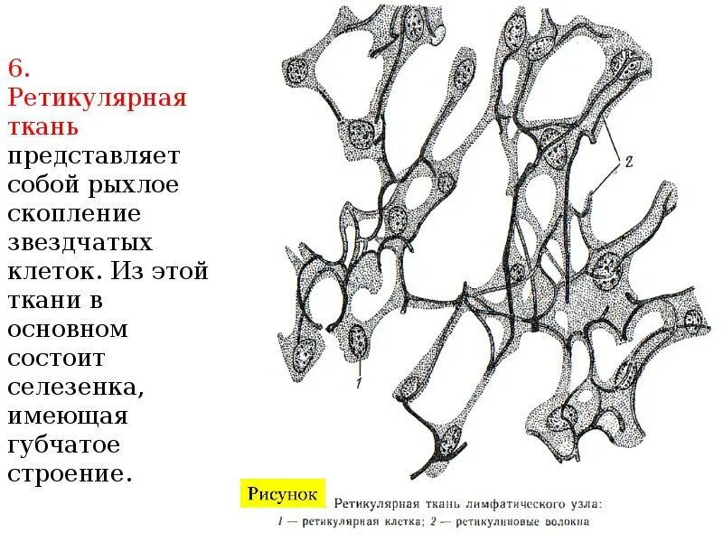Как выглядит ретикулярная ткань Рисунок ретикулярной ткани