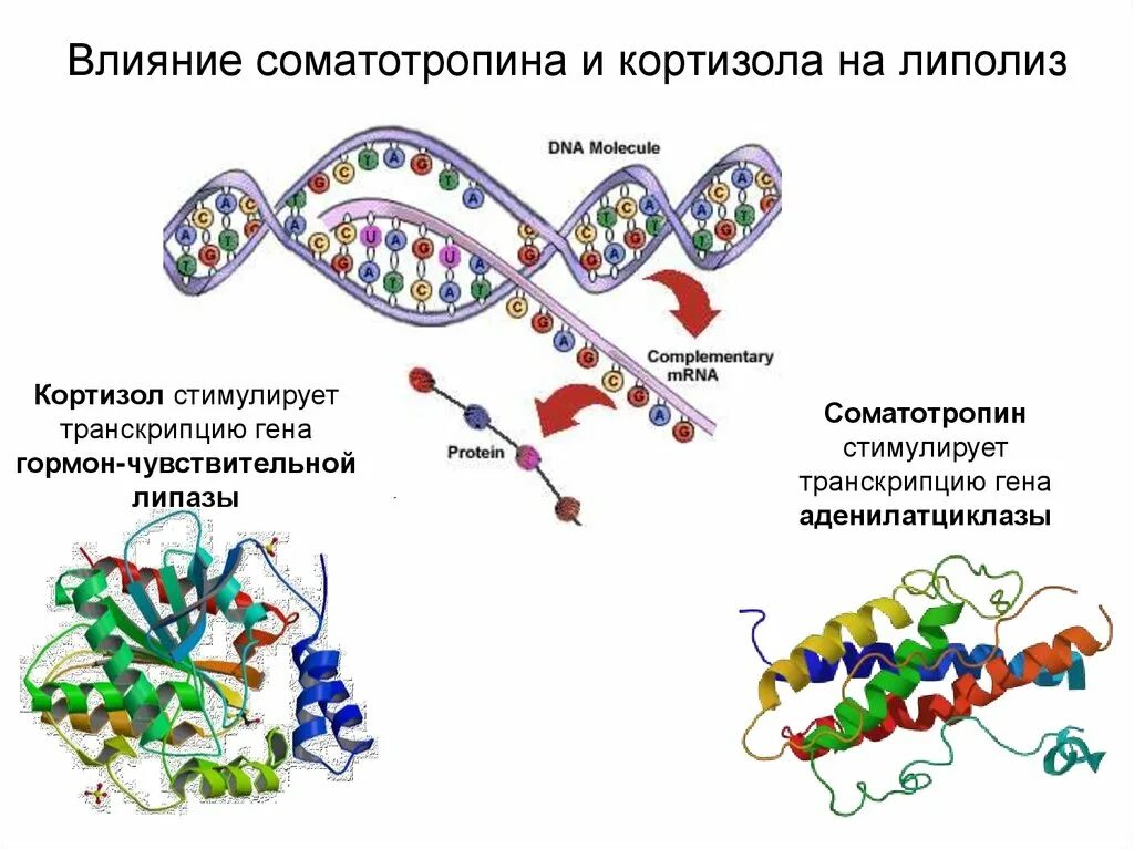 Соматотропин влияние. Соматотропин строение. Схема получения соматотропина. Соматотропин строение молекулы.