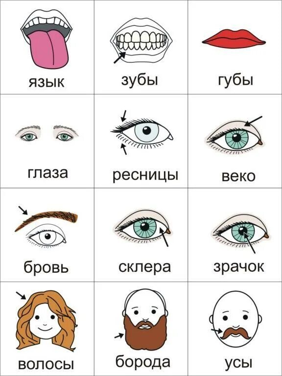 Учим лица. Лицо рисунок. Части лица для дошкольников. Аппликация лицо человека. Антропометрическое исследование лица.