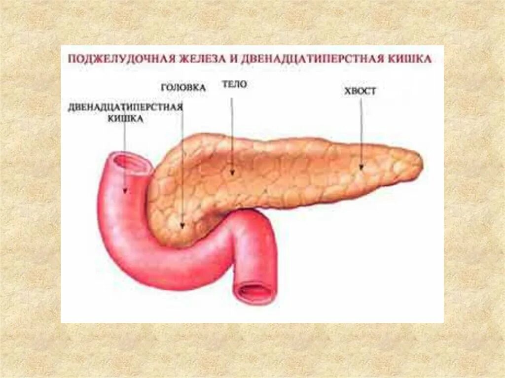 Легкие и поджелудочная железа. Поджелудочная железа биология 8. Поджелудочная железа Спланхнология. Поджелудочная железа анатомия. Строение поджелудочной железы анатомия.