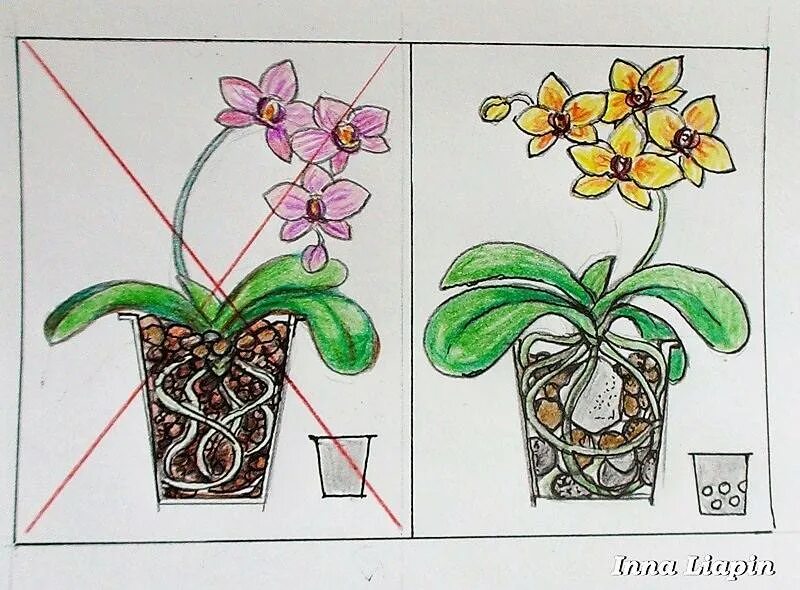 Грунт для орхидей фаленопсис. Посадка орхидеи фаленопсис. Правильная посадка орхидеи фаленопсис. Пересаживаем орхидею фаленопсис. Орхидея посадка в горшок