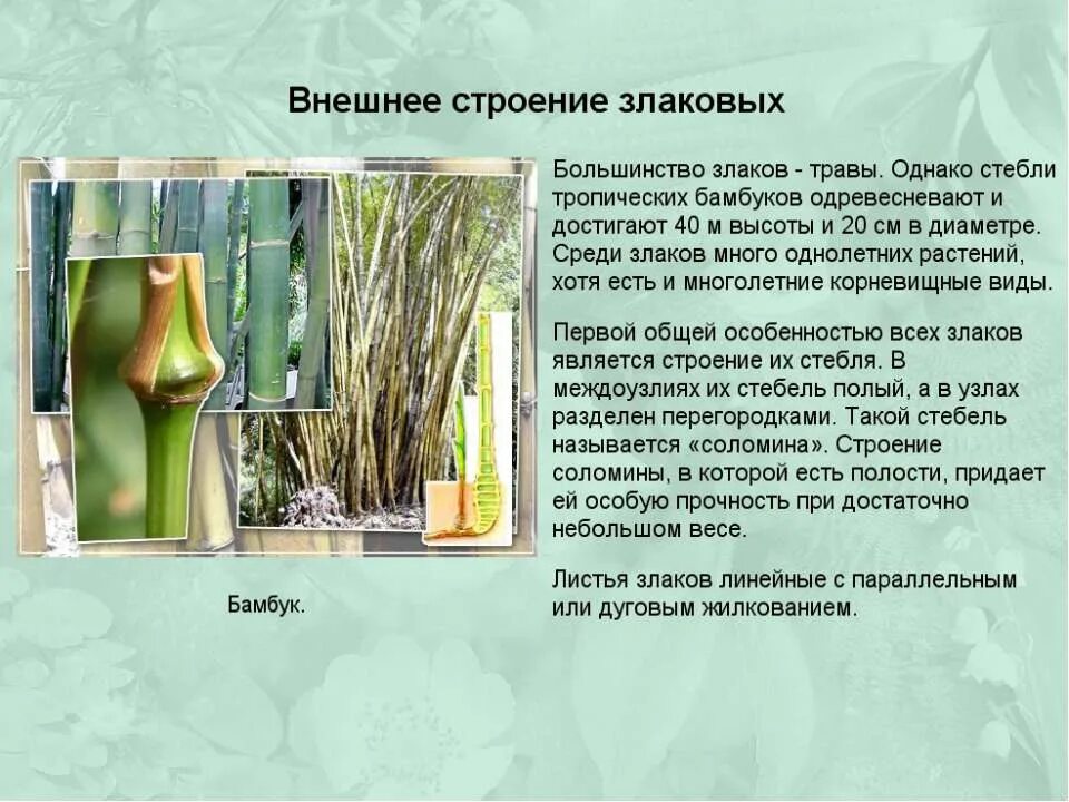 Злаков семейство схема. Строение стебля злаков. Семейство злаковые строение листа. Форма листа у ржи. Строение побега злаков.