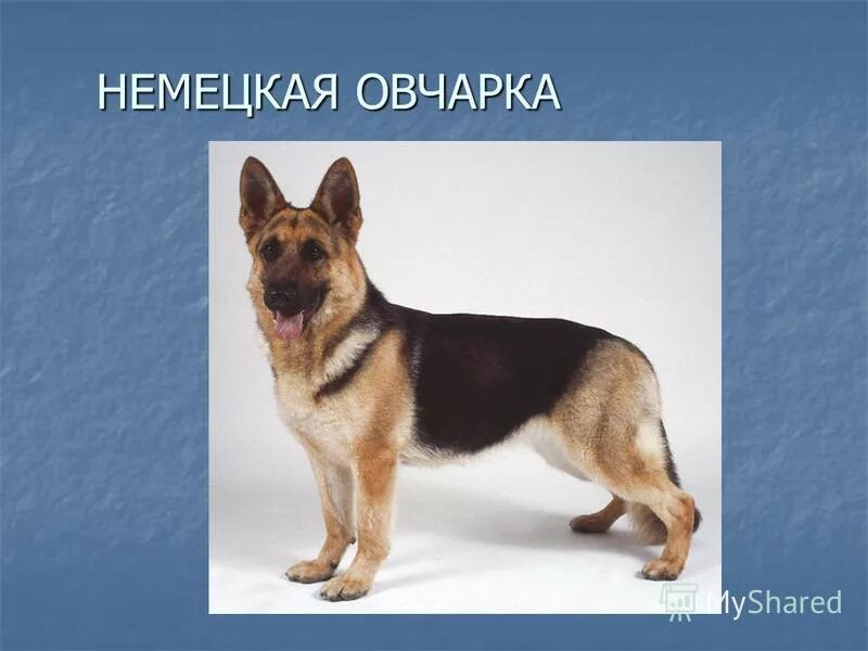 стандарт немецкой овчарки. вес щенка немецкой овчарки в 3 месяца таблица. нормальный привес щенка. вес щенка немецкой овчарки в 2. серебряная луна зевс немецкая овчарка.