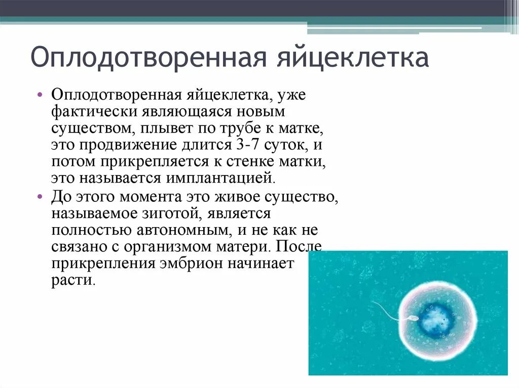 Оплодотворённая яицеклетка. Оплодотворенная яйцеклетка. Яйцеклетка готовая к оплодотворению. Оплодотворенная яйцеклетка называется.