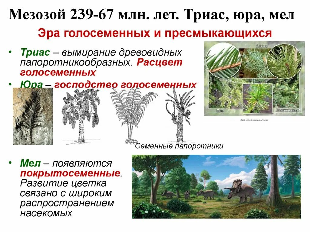 Триас период растения. Голосеменные растения Триасового периода. Голосеменные растения мезозойской эры. Триасовый период растительный мир. Мезая