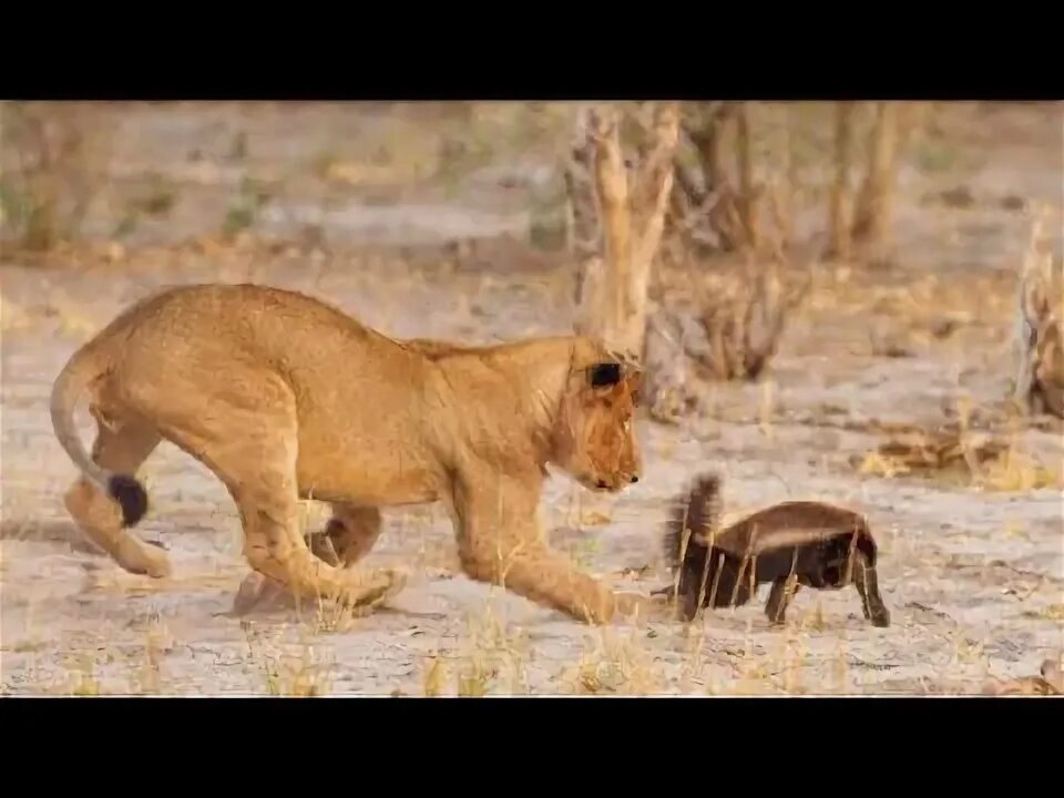 Медоед против львов фото Fearless Honey Badger Attack All Honey Badger vs Hyena, Lion, Crocodile, Python,