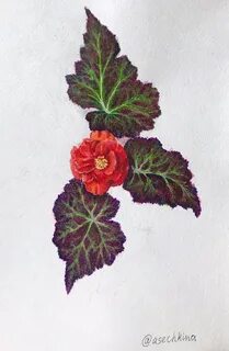 Бегония рисунок