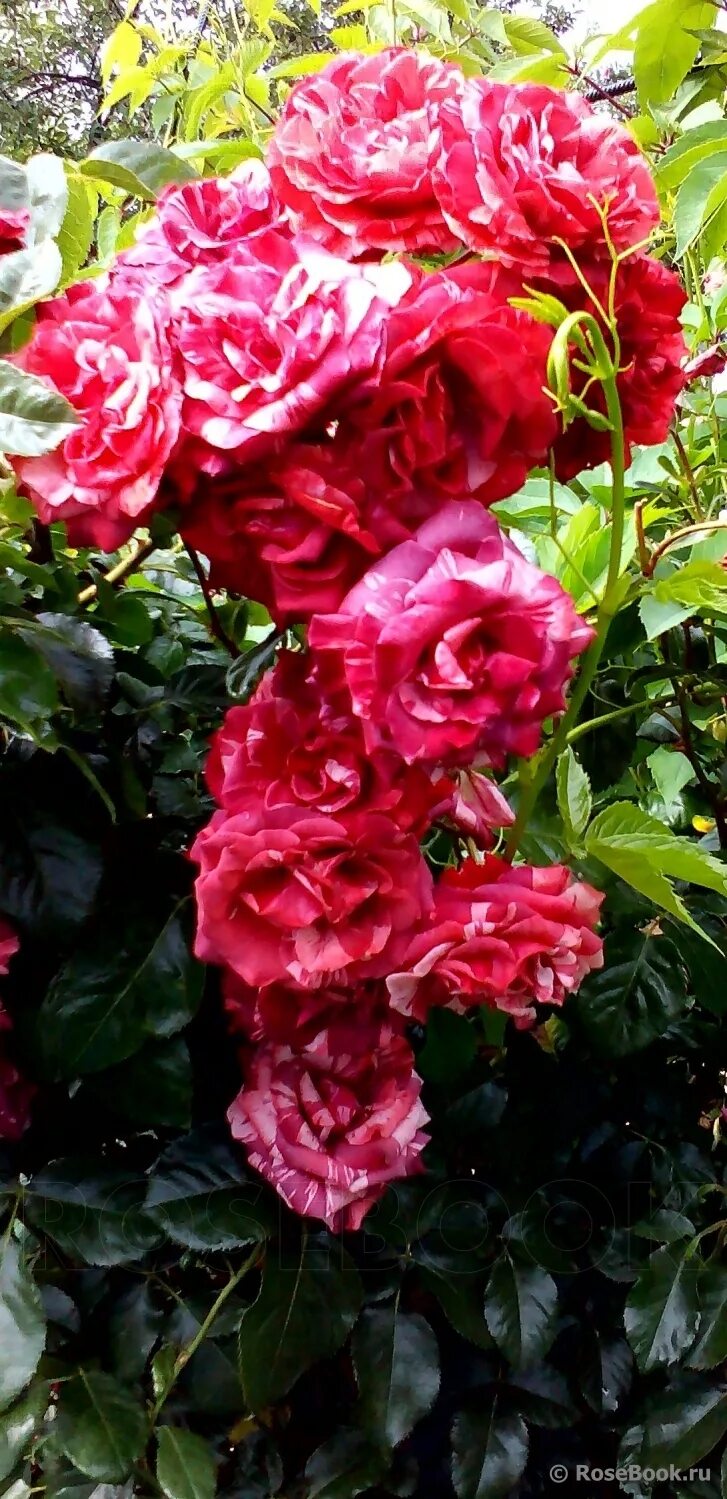 Плетистые розы Брауни (Brownie).
