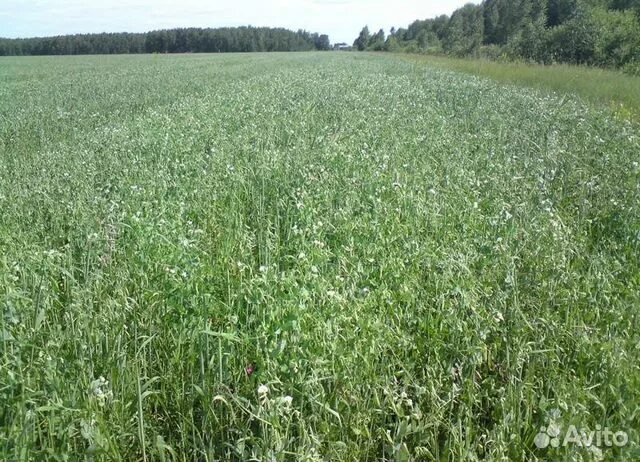 Овес на сено. Вико овес поле. Трава Вика овес. Сенаж горох овес. Кормовые травы.