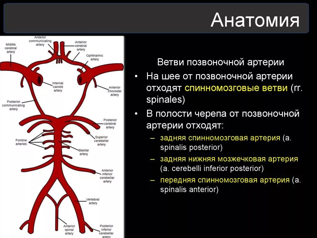 Ветви основной артерии