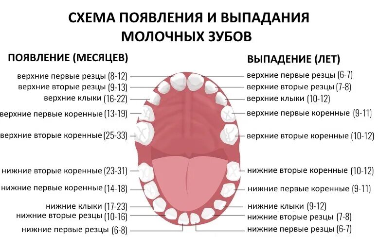 Почему меняются зубы. Порядок прорезывания постоянных зубов схема. Постоянные зубы у детей схема прорезывания. Схема выпадения молочных зубов. Схема выпадения молочных зубов у детей по годам.