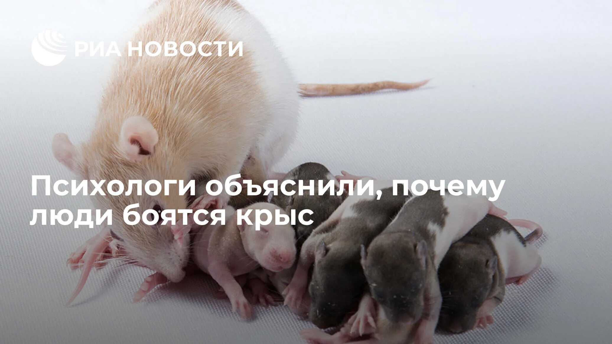 Про крыс людей со смыслом. Почему люди боятся крыс.