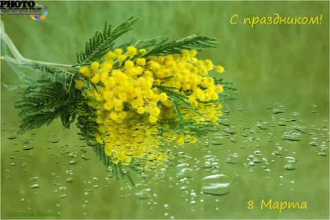Мимоза афоризмы