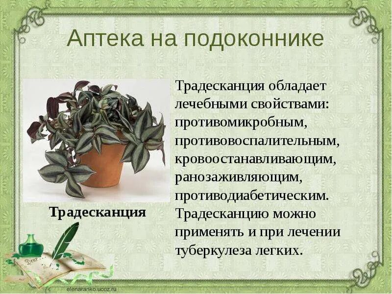 Традесканция приметы и суеверия для дома
